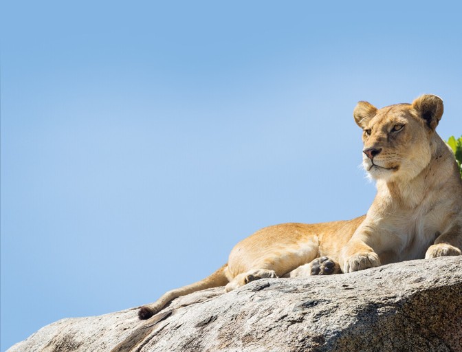 9-Day Kenya & Tanzania Safari